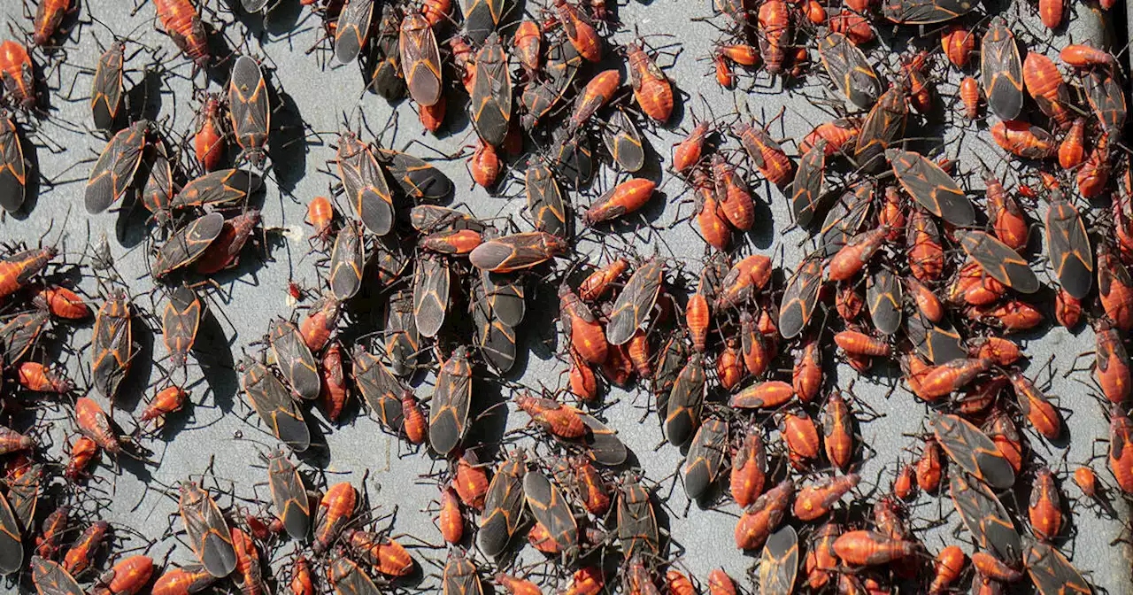 Swarms of red and black bugs are taking over Ontario