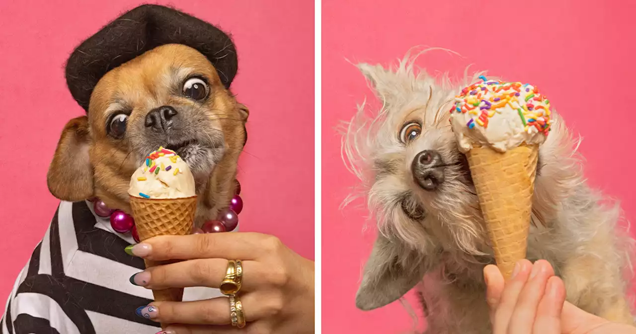 Ice Cream Socials For Dogs: My 21 Funny Pics Of Our Four-Legged Friends