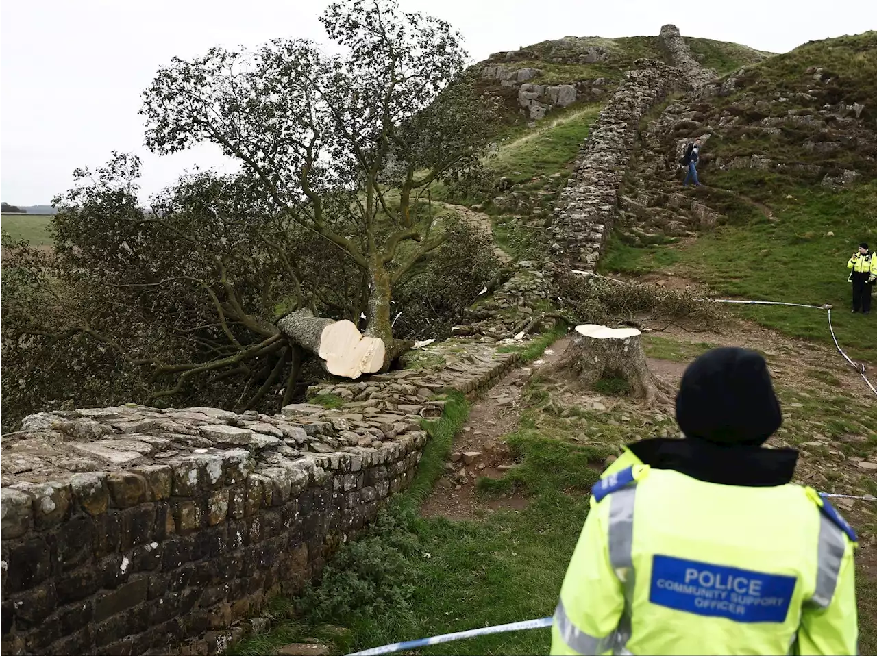 Teen arrested in England over the ’deliberate’ felling of a famous tree at Hadrian’s Wall