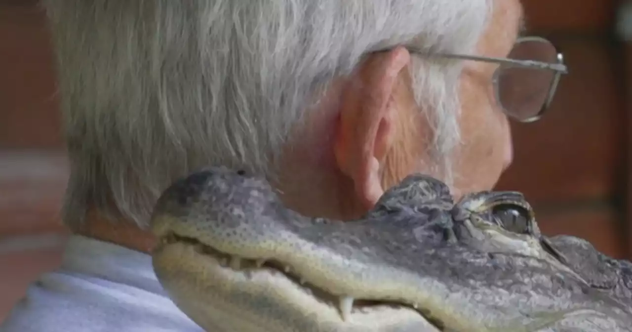 Emotional support alligator denied entrance to Phillies-Pirates game