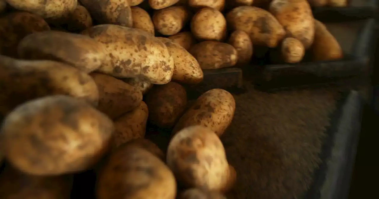 One potato storage hack makes veg last 'all winter long' if kept in one area