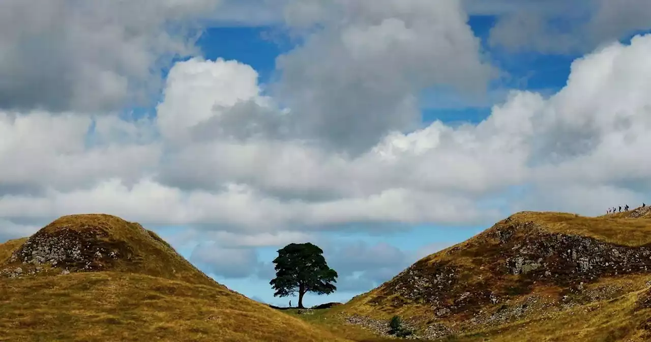 Sycamore Gap tree 'chopped down by vandal' overnight sparking police probe