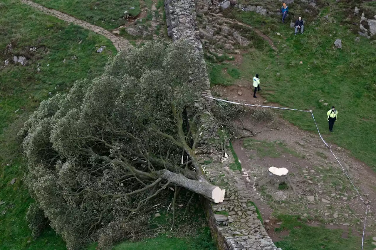 Iconic Tree From ‘Robin Hood: Prince of Thieves’ Illegally Chopped Down, 16-Year-Old Arrested For Criminal Damage