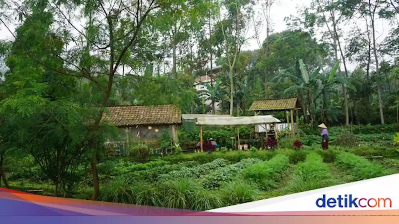 Mengenal Sumber Daya Alam yang Dapat Diperbarui, Jenis, dan Contohnya