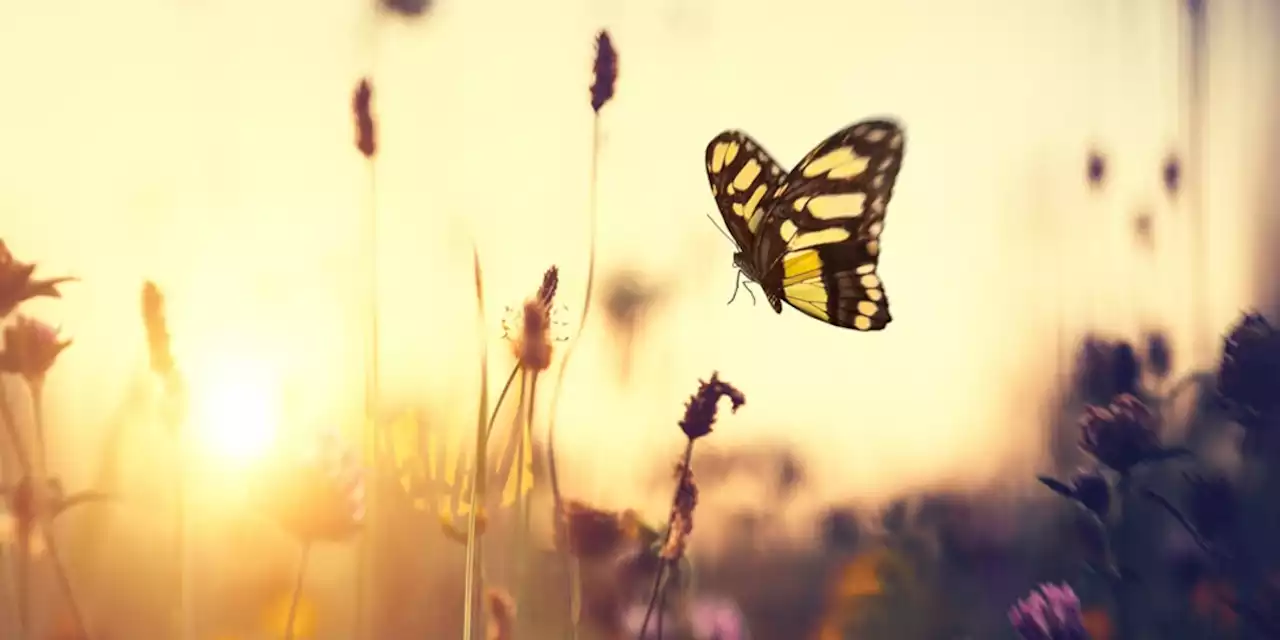 Wie stark beeinflusst das Wetter den Insektenschwund?