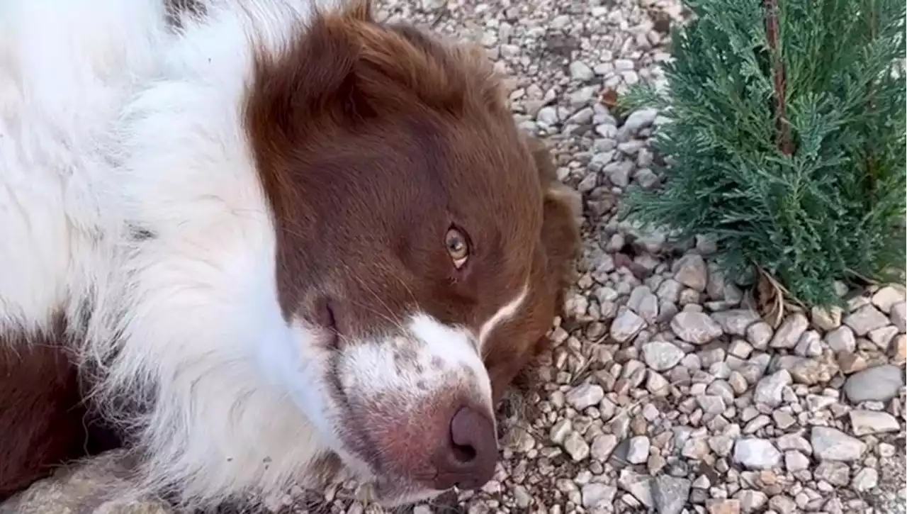 La straziante storia di Bamboo, il cane che veglia da giorni la tomba dell'amica a quattro zampe Carla