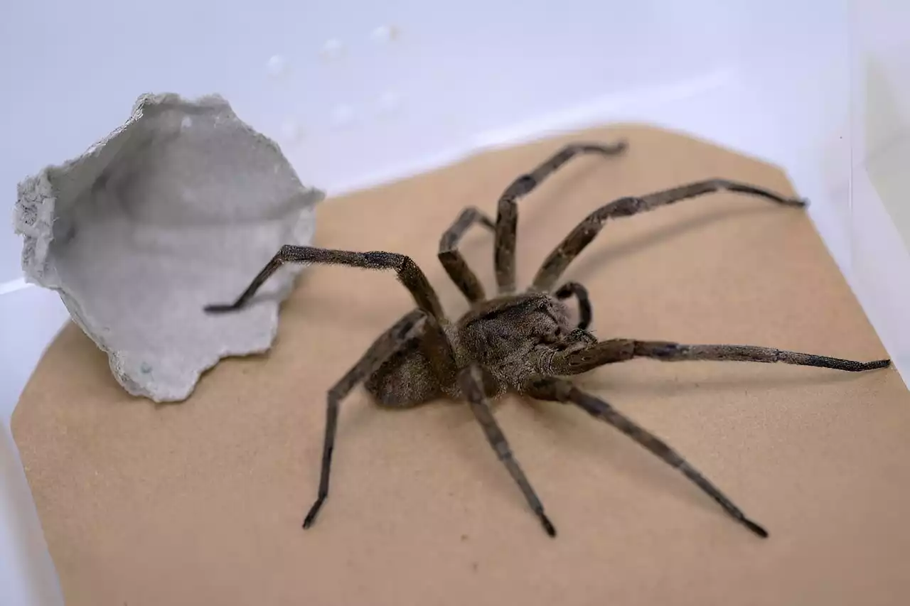 Brazil's banana spider aids erectile dysfunction treatment