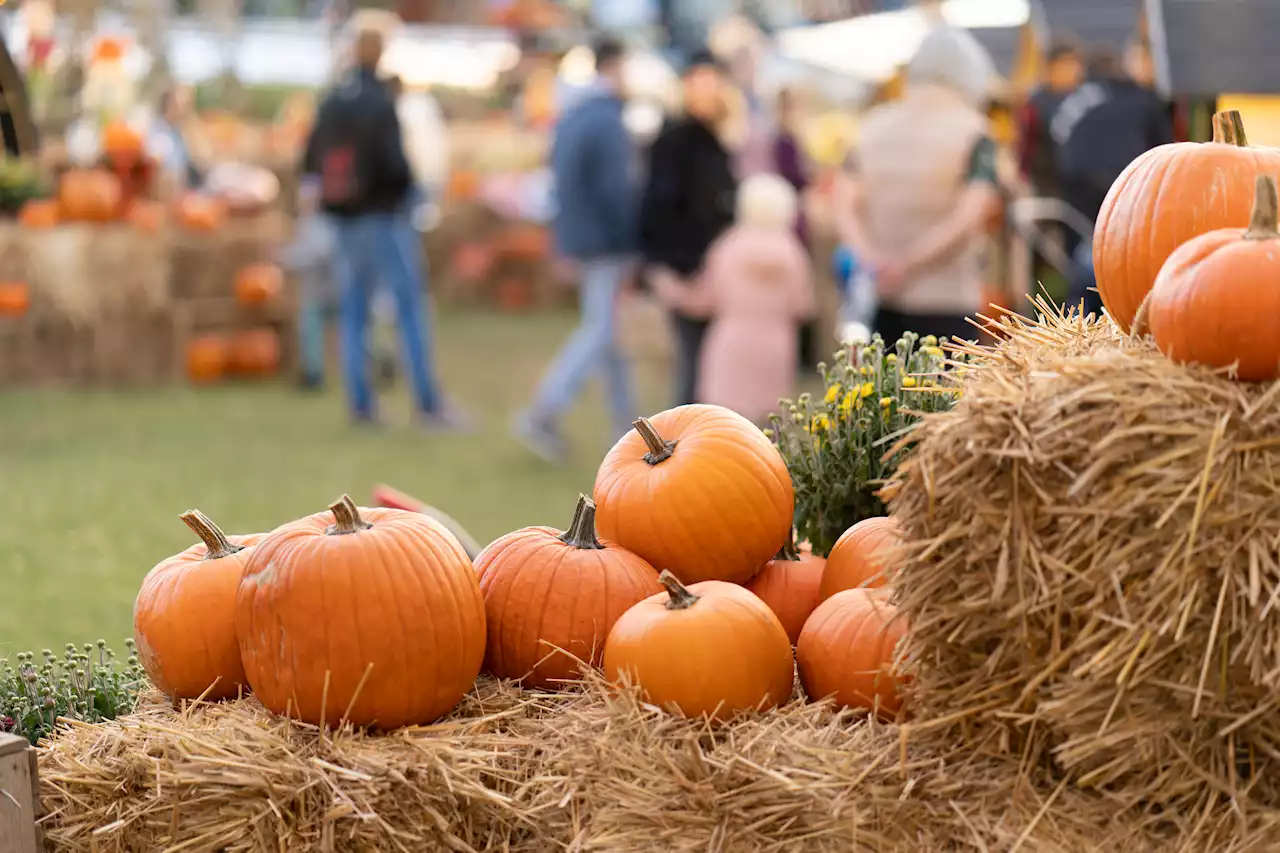 3 suburban Chicago fall pumpkin festivals to look forward to