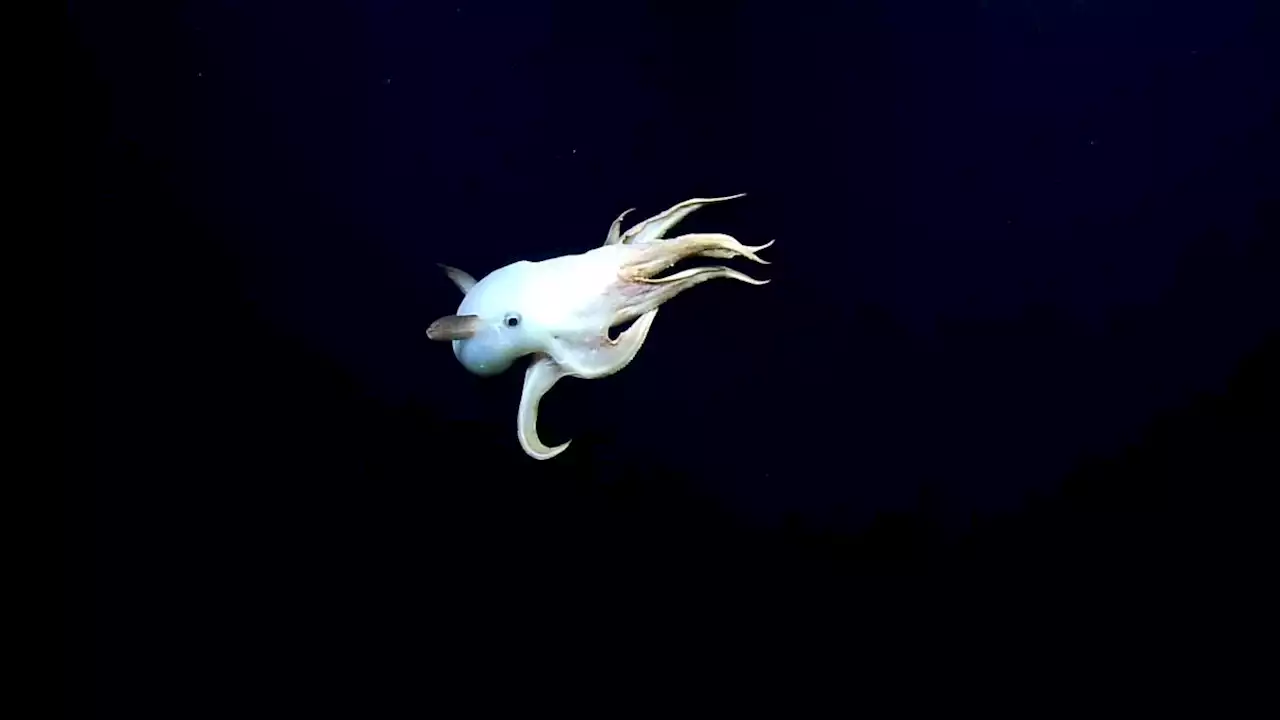 Rare ‘Dumbo' octopus spotted during deep sea expedition near Honolulu