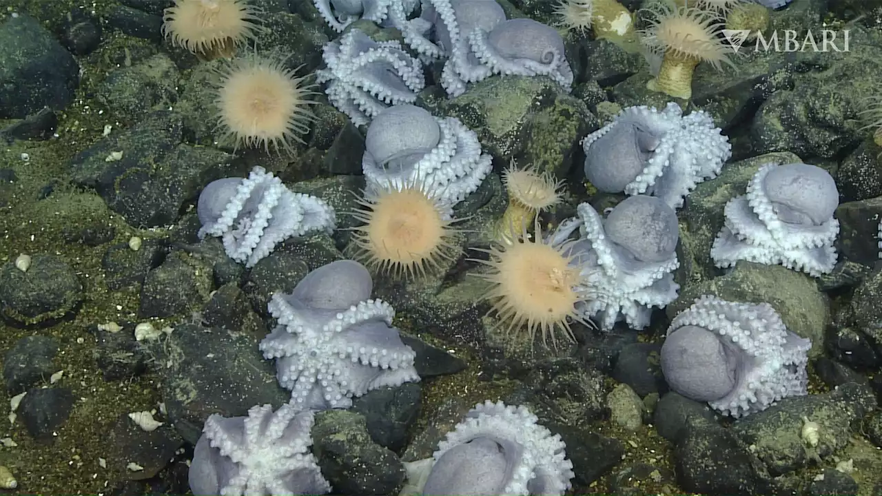 Octopus's Garden is not just a Beatles song: Researchers find one off California coast