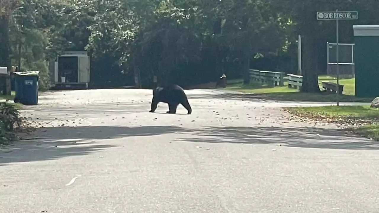 Bear spotted in East Bridgewater