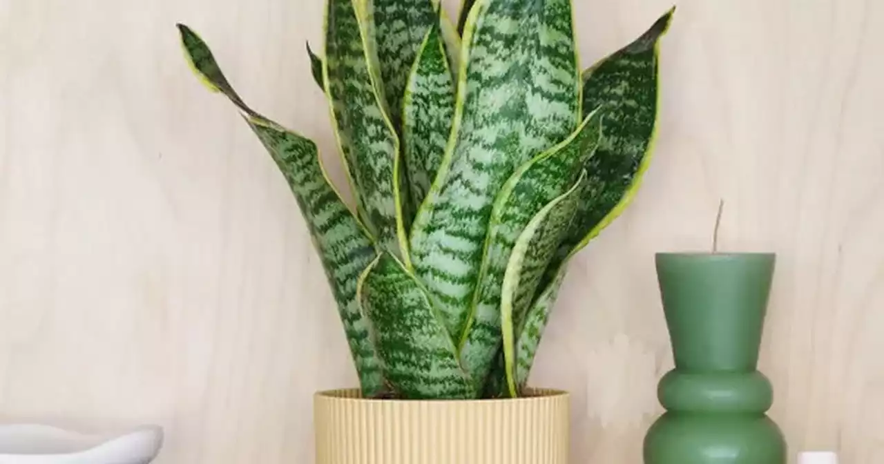 Dunelm shoppers rave over new house plants that could help you fall asleep