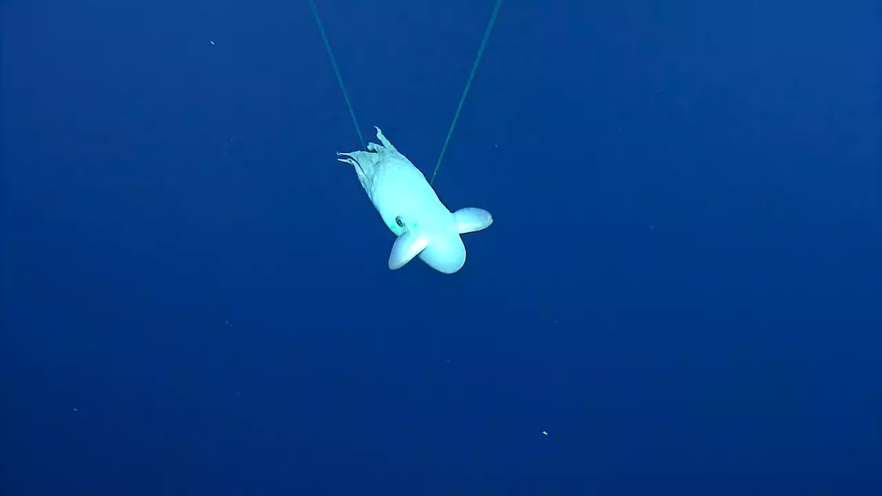 Rare dumbo octopus spotted a mile beneath ocean surface