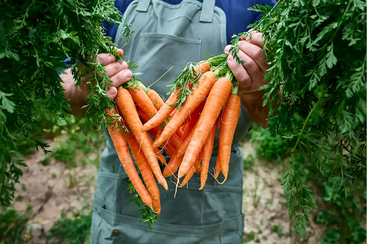 Why are carrots orange? Scientists reveal the answer