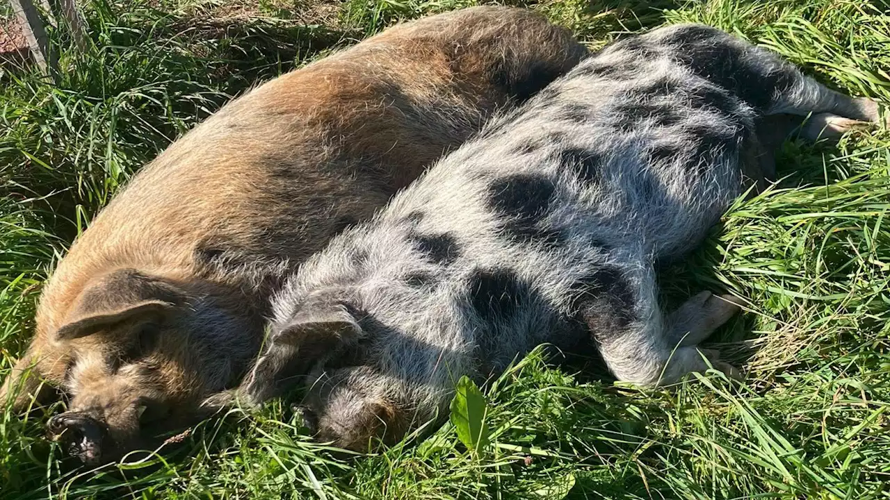 Schweine übersiedeln von Vösendorf ins Waldviertel