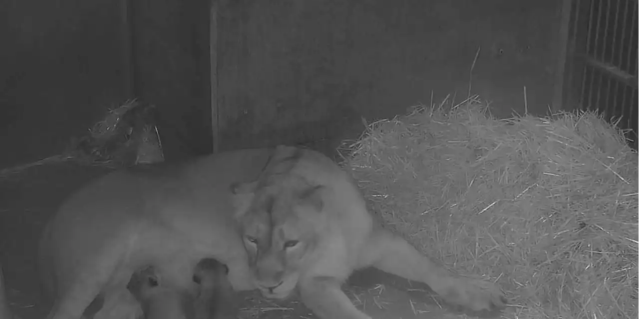 Neues Foto der Löwenbabys - Wann bekommen Tiergarten-Besucher sie zu Gesicht?