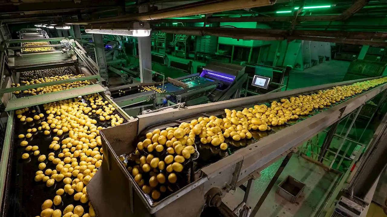 Kartoffelbauern mit Ernte zufrieden