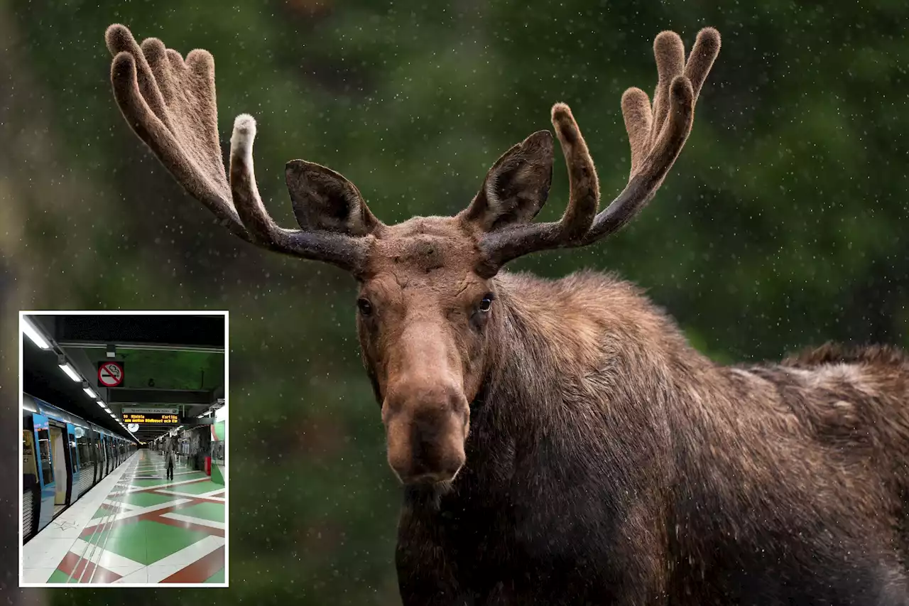 Moose wandering Stockholm subway system fatally shot after animal led to 7 station closures