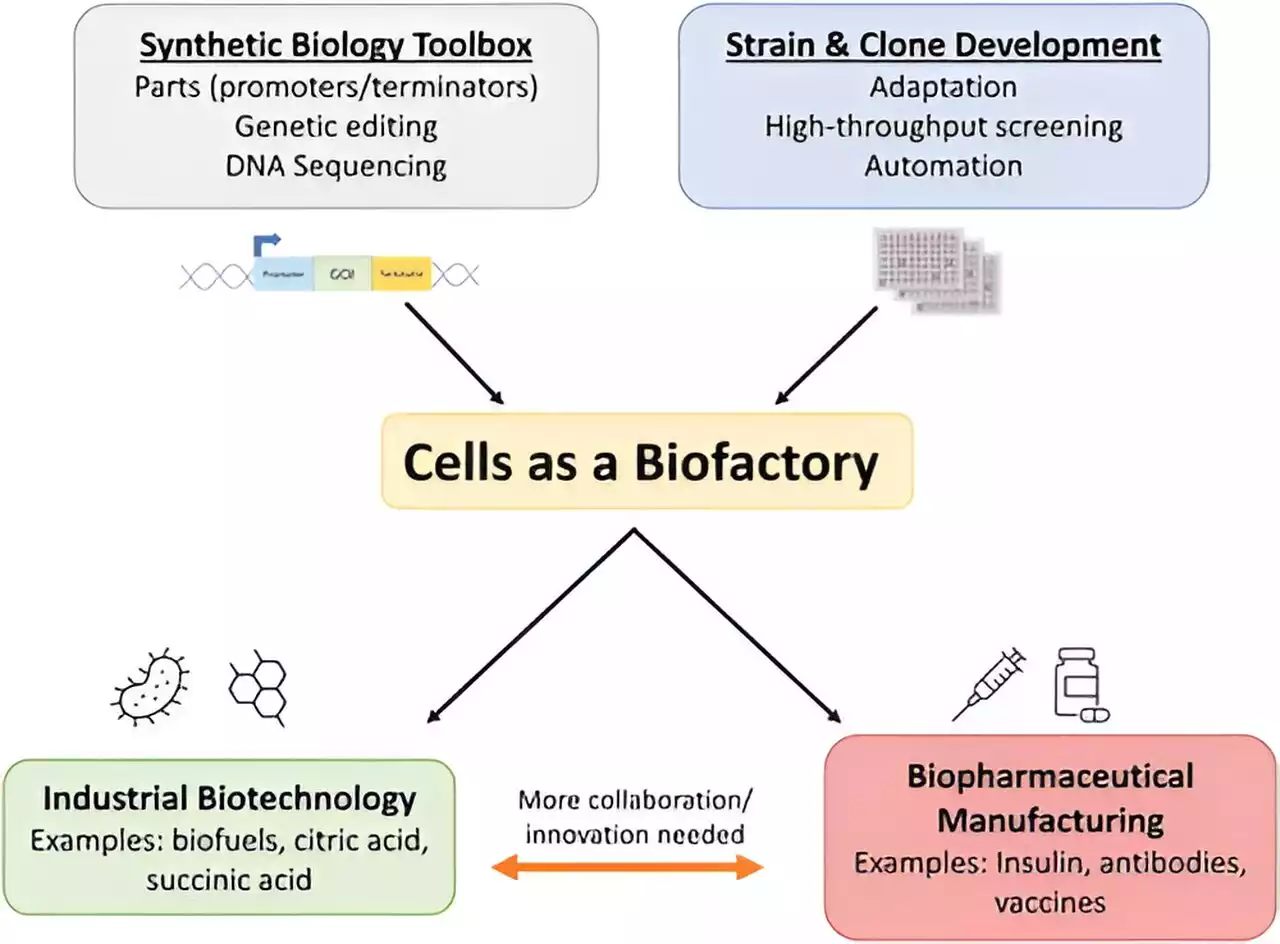 Advancing technologies for using cells as biofactories