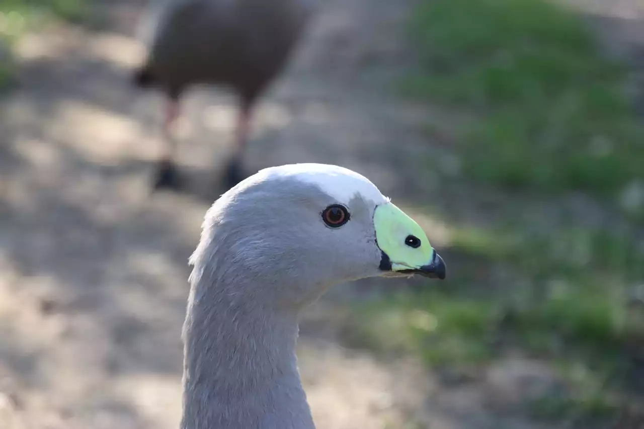 New animal behavior tech aims to save wildlife