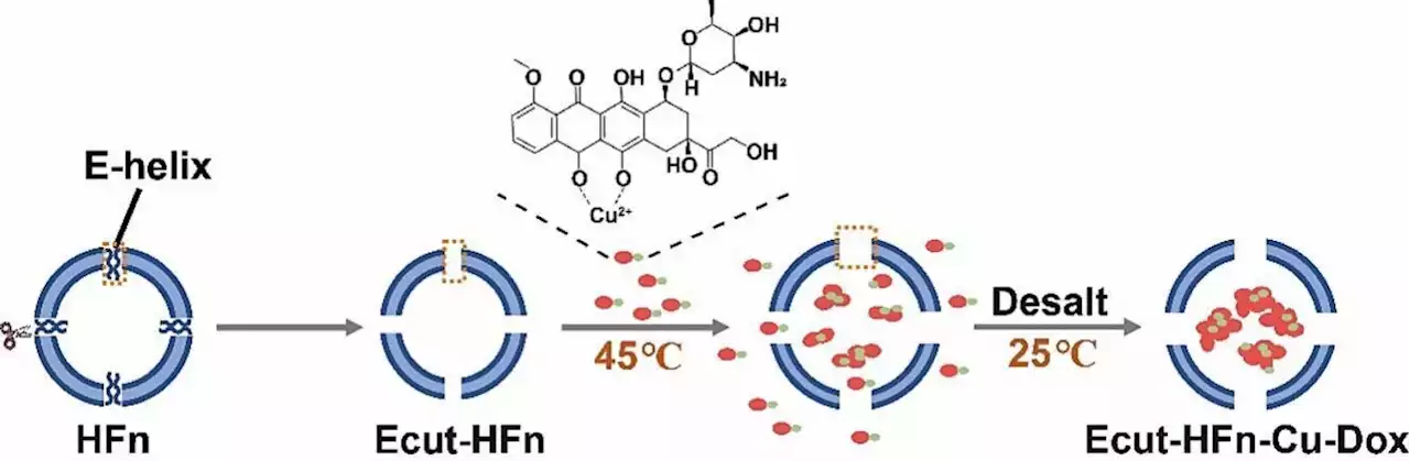 Research team develops novel heat-sensitive ferritin mutant to efficiently load chemotherapy drugs