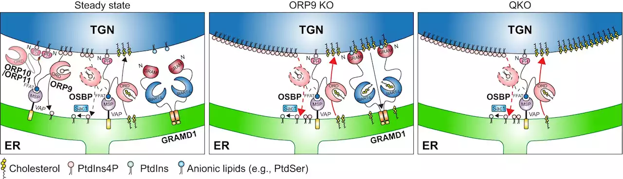 Scientists discover how human cells distribute and maintain their cholesterol levels