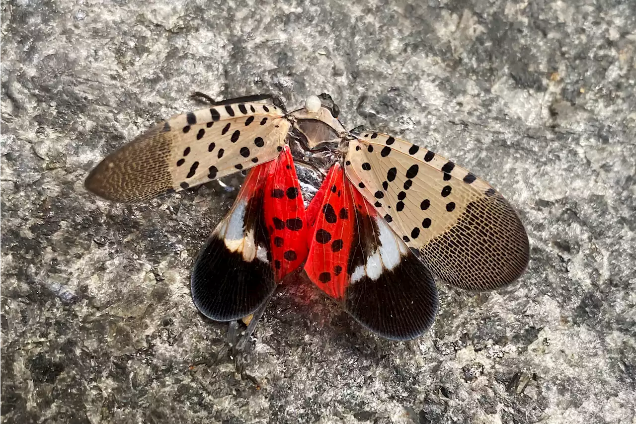 Spotted lanternfly has spread to Illinois, threatening trees and crops