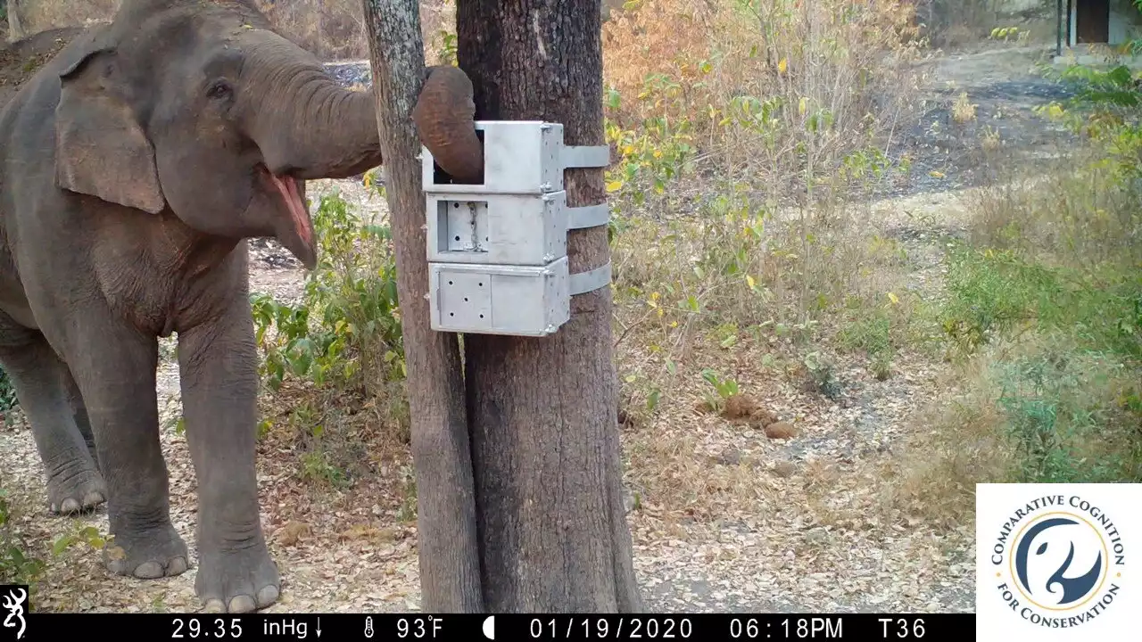Wild Asian elephants display unique puzzle solving skills