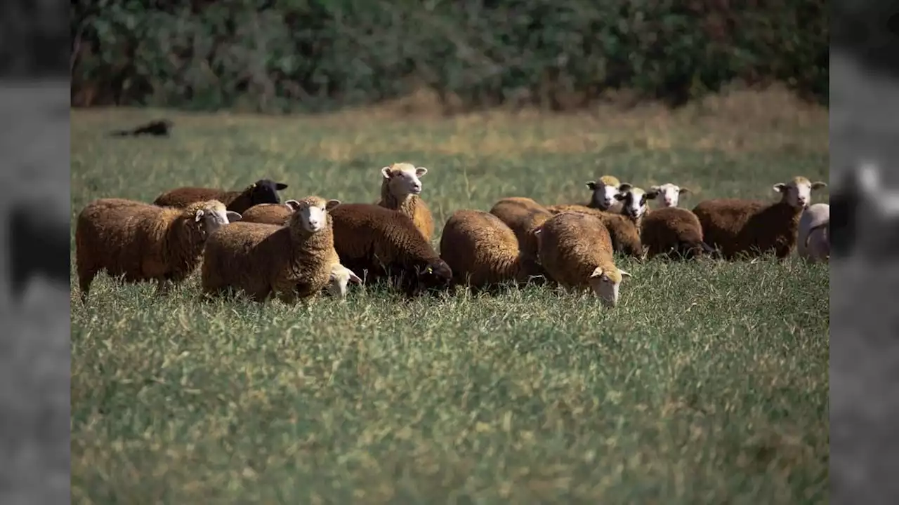 Vídeo: ovelhas invadem fazenda e comem 100 quilos de maconha