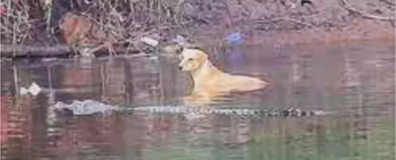 Crocodiles Seen Guiding Dog to Safety in India And Scientists Don't Know Why