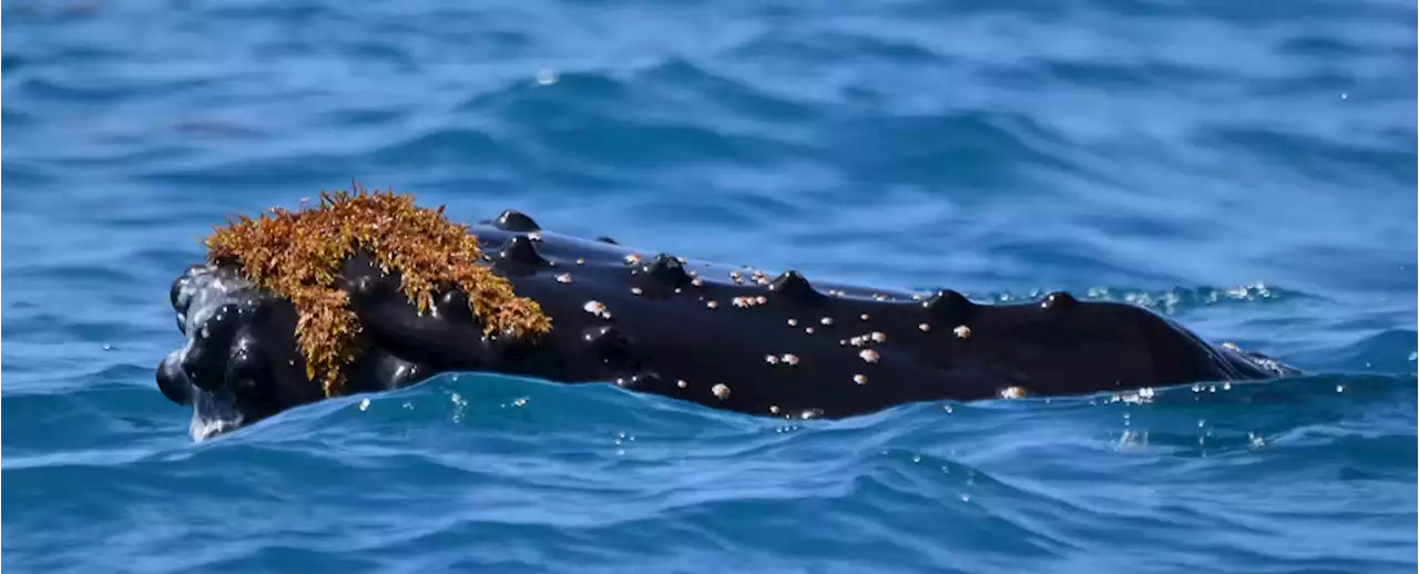 Expert Explains Why Whales Often Wear Hats Made of Seaweed