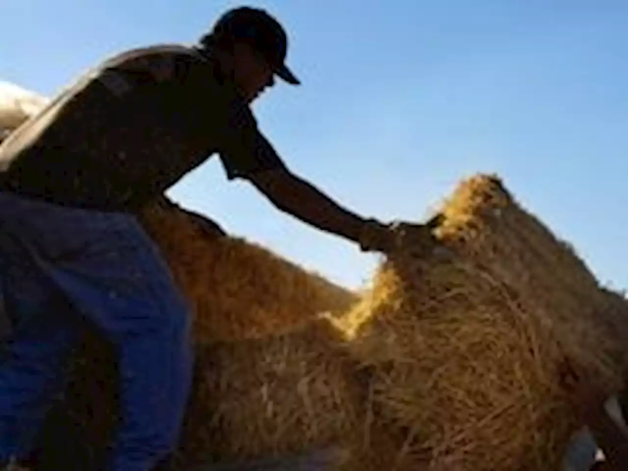 China&#8217;s sanction on Australian hay exports lifted