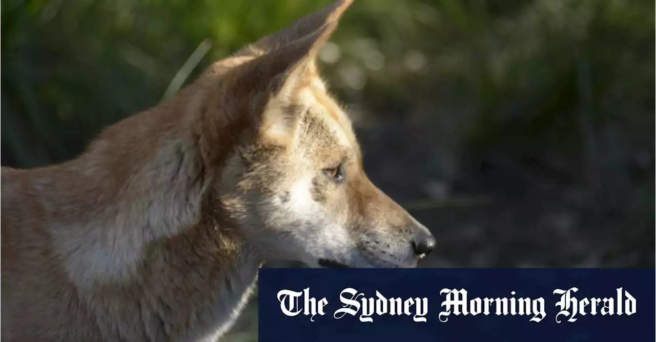 Trapping, shooting and poisoning: Push to protect Victorian dingoes falls short