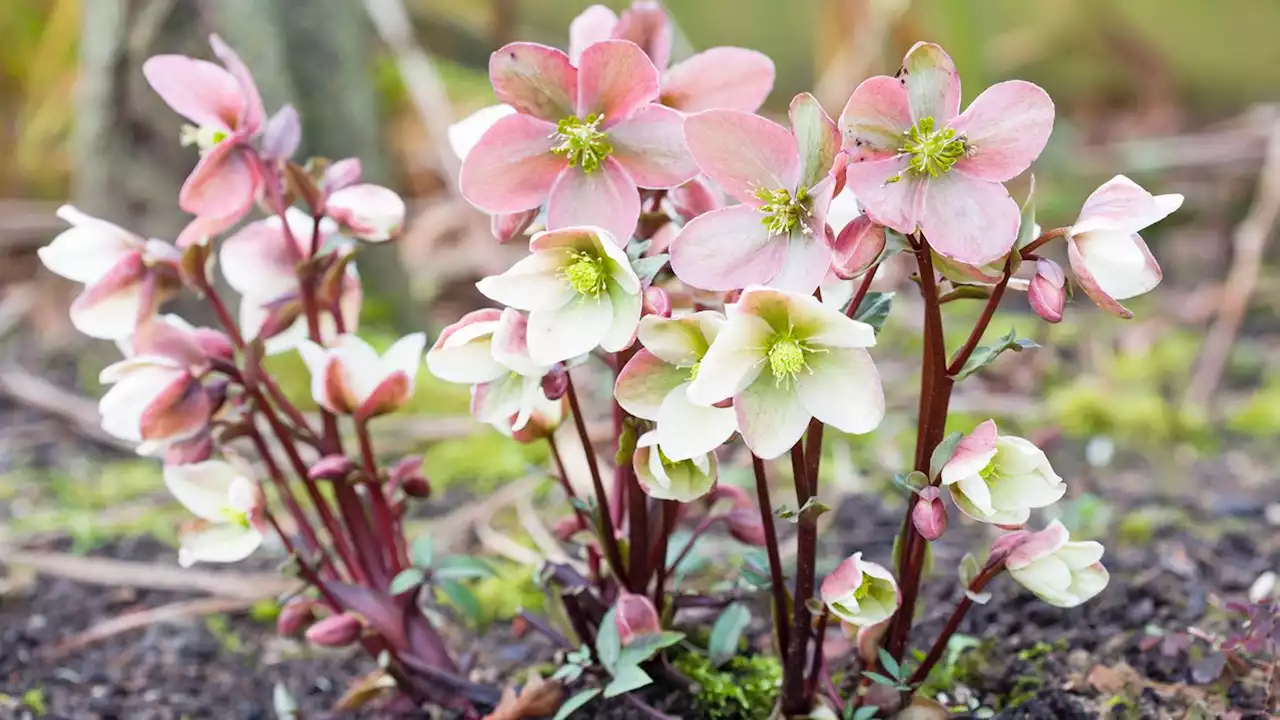 Wie Sie mit winterharten Stauden mehr Farbe in den Garten zaubern