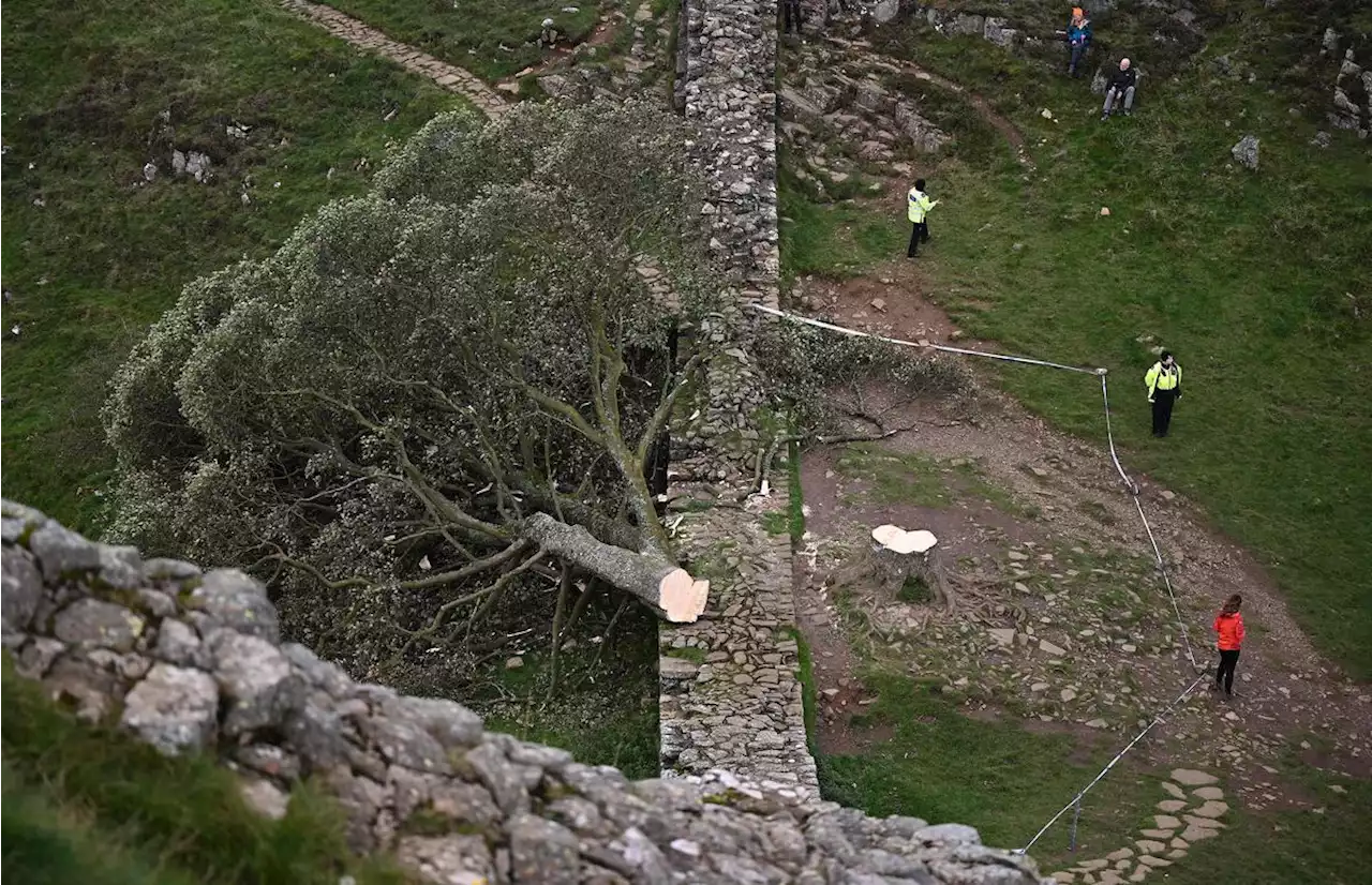 L’arbre de Sycamore Gap, l’un des plus célèbres et des plus photographiés du Royaume-Uni, découpé à la tronçonneuse