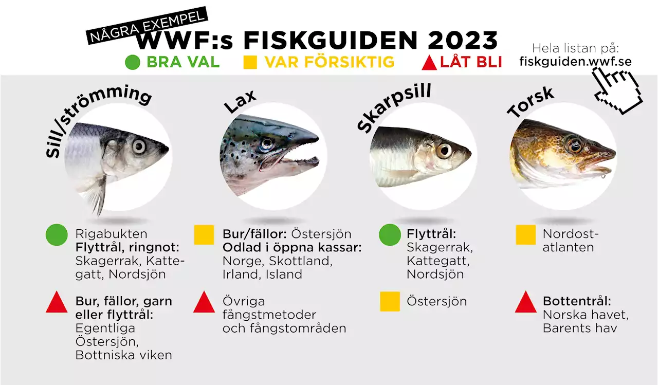 Akut läge för strömmingen - fisken du bör skippa