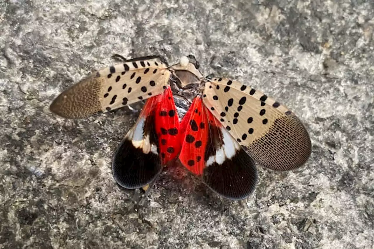 Spotted lanternfly has spread to Illinois, threatening to crops and trees