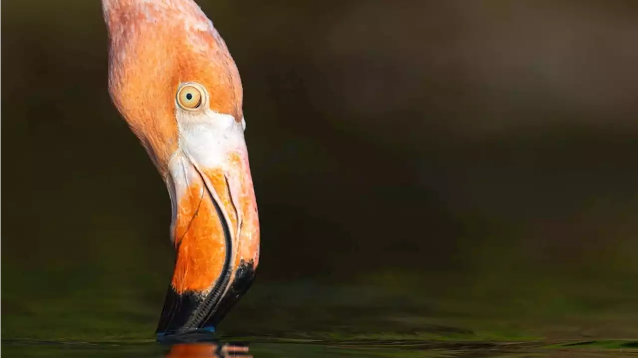 ‘Flamingo Fever’: Vagrant bird continues to delight near Ohio River