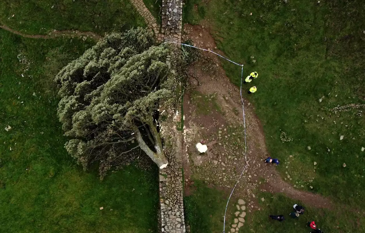 Le Royaume-Uni dévasté par l’abattage d’un célèbre arbre