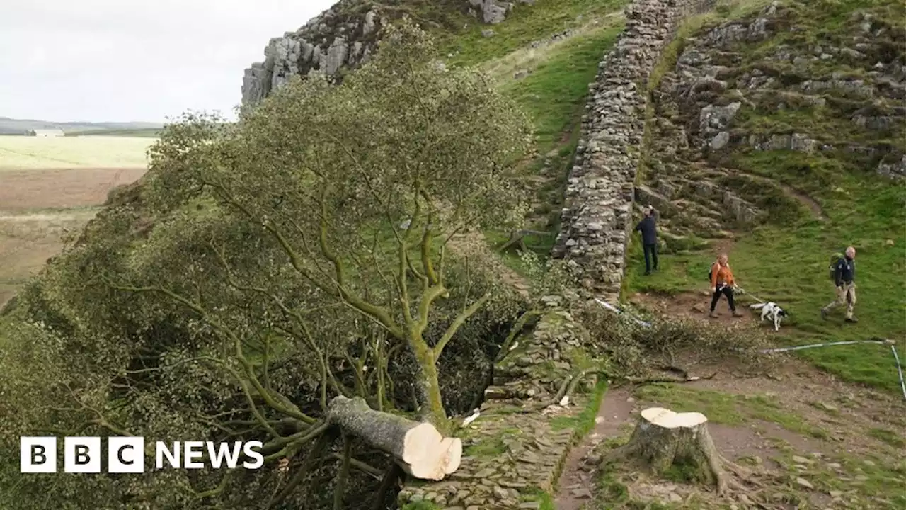 Luton charity ramblers among last to see Hadrian's Wall tree