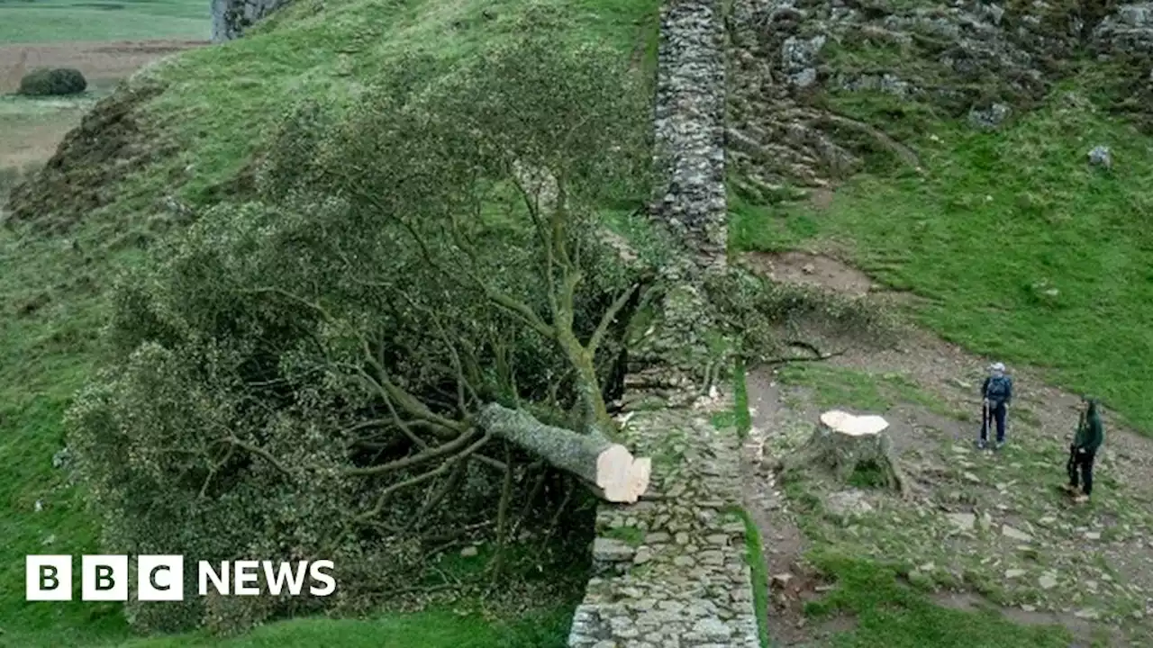 Sycamore Gap: Hopes shoots could regrow from felled tree