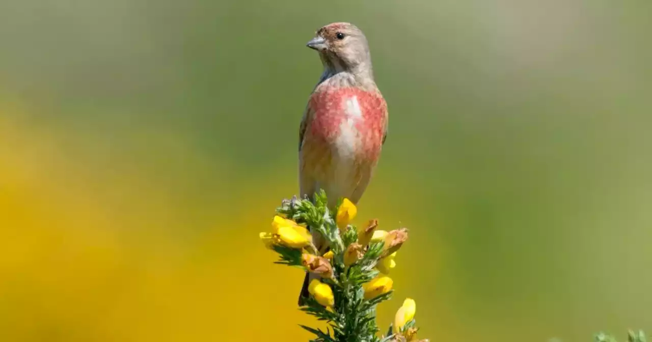 Every NI farm should have to protect nature to get subsidies, say RSPB