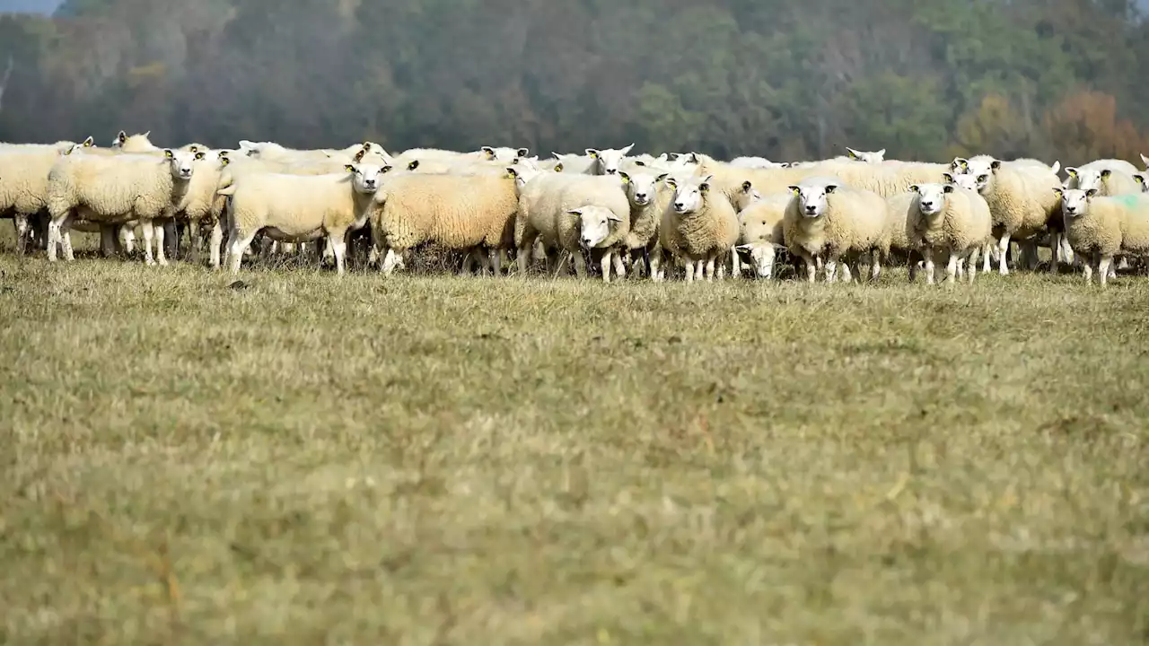 Hautes-Alpes: à Champoléon, un sentier bientôt interdit aux randonneurs à cause des patous?