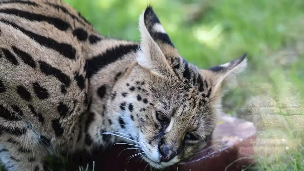 Nord: un serval retrouvé en cage sur le balcon d'un appartement à Croix, trois personnes interpellées