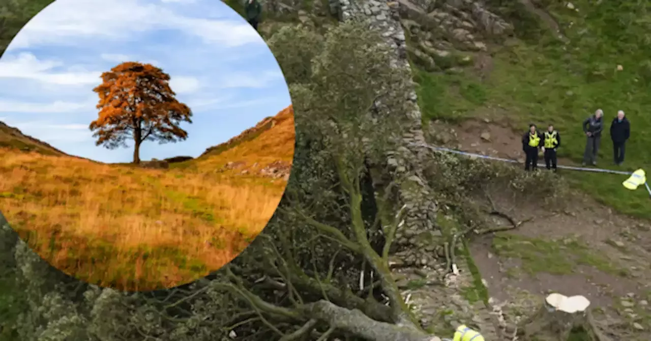 16-year-old-arrested-after-world-famous-tree-cut-down-at-hadrian-s-wall