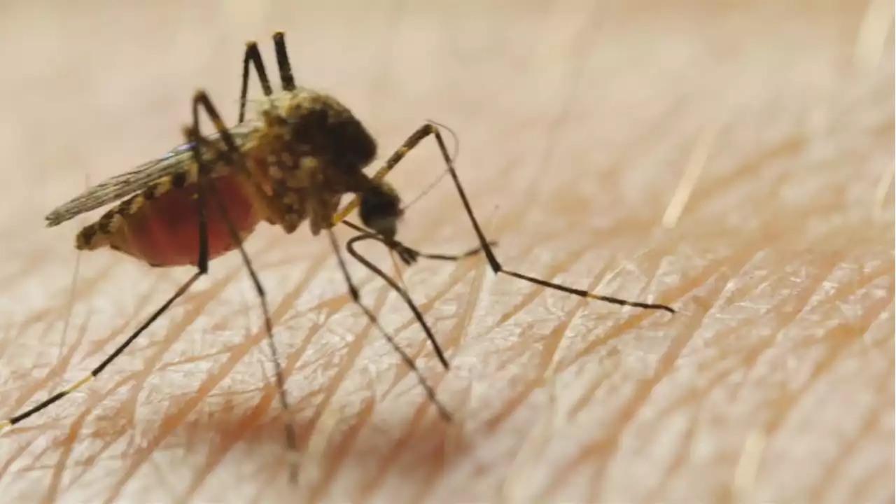 First West Nile Virus death reported in Travis County