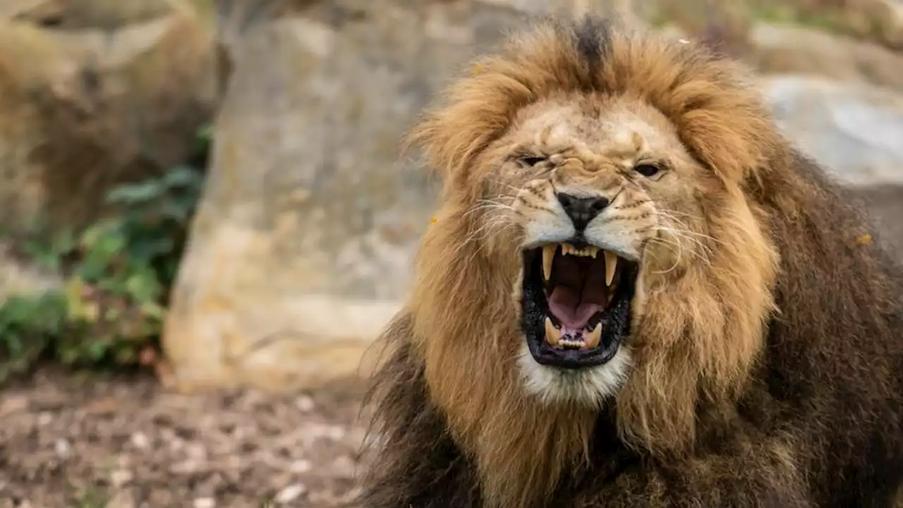 Japon : un lion tue un gardien dans un parc animalier