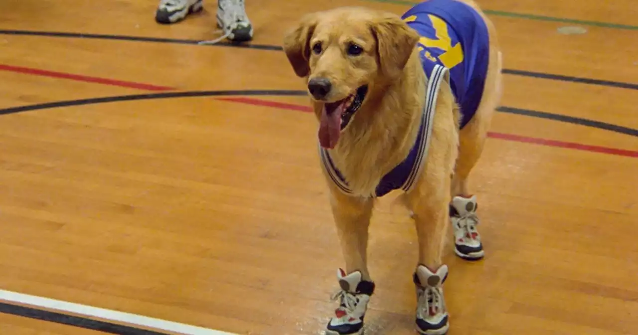 Air Bud Movie Collection Heading to Disney+ in October