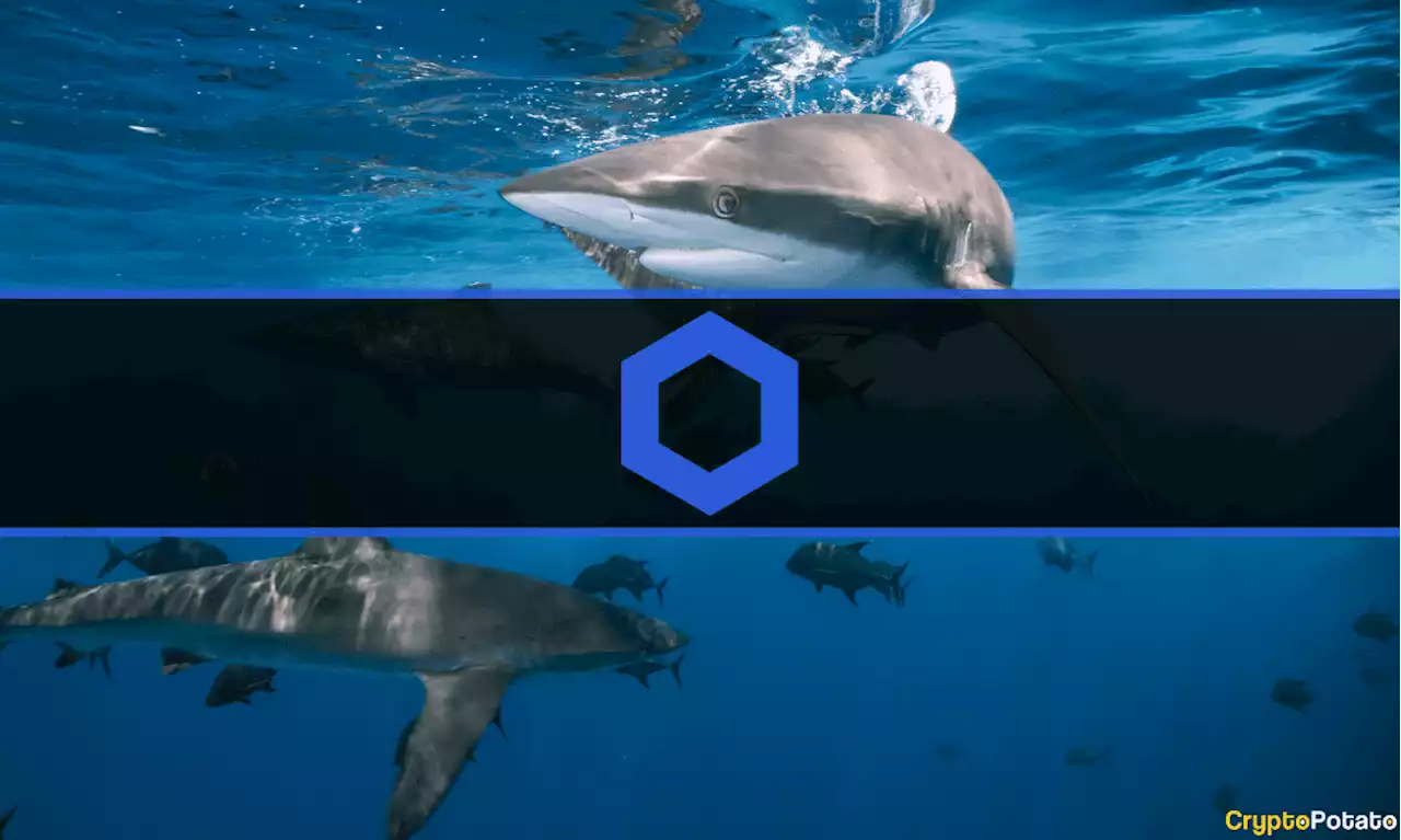 Chainlink Whales Accumulated Over $50M Worth of LINK in 2 Weeks: Data