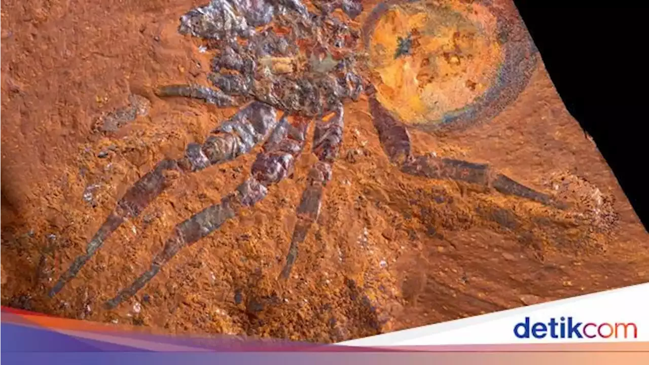 Giant Spider Fossils: A Rare Discovery from Ancient Australia